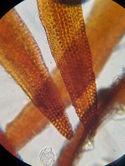 Andreaea