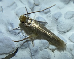 Tineola bisselliella