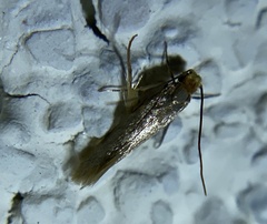 Tineola bisselliella