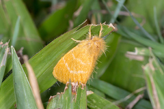 Euproctis lutea