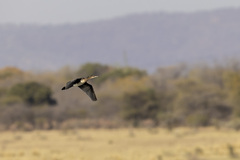 Microcarbo africanus africanus