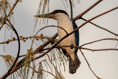 Todiramphus sordidus