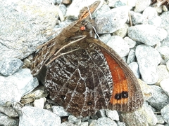 Erebia montanus