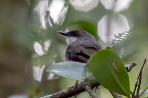Mangrove Robin (Melanodryas pulverulenta), photo 10