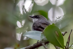 Eopsaltria pulverulenta