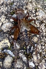 Allonemobius fasciatus