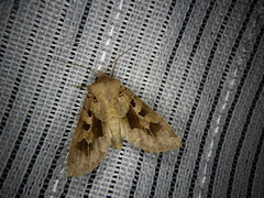 Clavipalpula aurariae