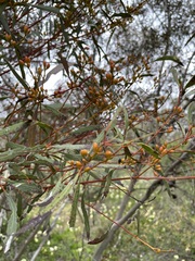 Eucalyptus leptophylla