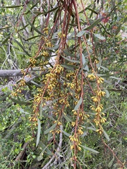 Eucalyptus leptophylla