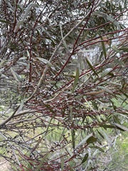 Eucalyptus leptophylla