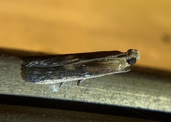 Honora montinatatella