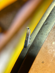 Honora montinatatella