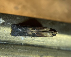 Honora montinatatella