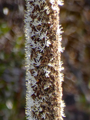 Xanthorrhoea
