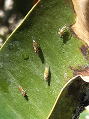Hemiptera