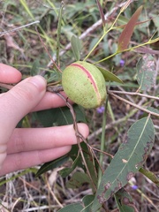 Apiomorpha variabilis