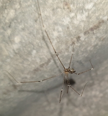 Crossopriza