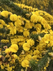 Aspalathus sceptrum-aureum