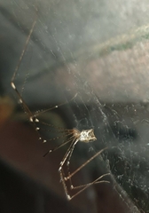 Crossopriza