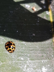 Harmonia conformis