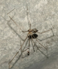 Crossopriza