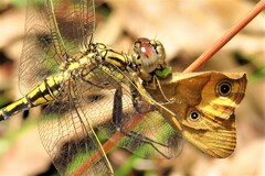 Orthetrum caledonicum