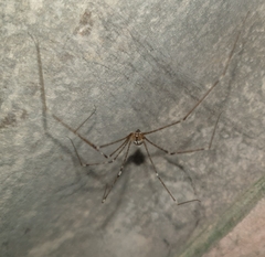 Crossopriza