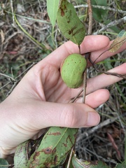 Apiomorpha variabilis