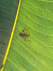 Hemiptera