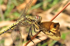 Orthetrum caledonicum