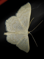Scopula floslactata