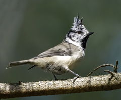 Lophophanes cristatus