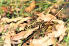 Orthetrum caledonicum