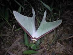 Actias aliena aliena