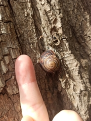Helix albescens