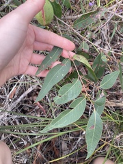 Apiomorpha variabilis