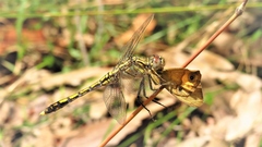 Orthetrum caledonicum