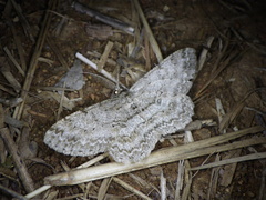 Hypomecis punctinalis