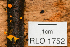 Dicephalospora rufocornea