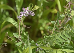 Cysticapnos cracca
