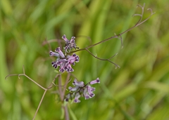 Cysticapnos cracca