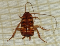 Blattinae