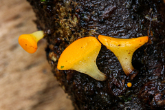 Dicephalospora rufocornea