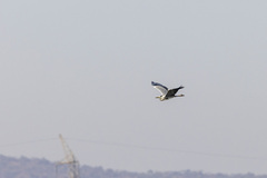 Ardea cinerea cinerea