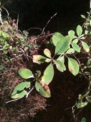 Berberis vulgaris