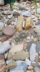 Mammillaria zephyranthoides