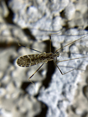Erioptera