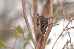 Catasarcus albipectus