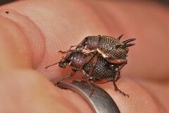 Catasarcus albipectus