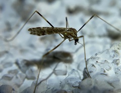 Erioptera